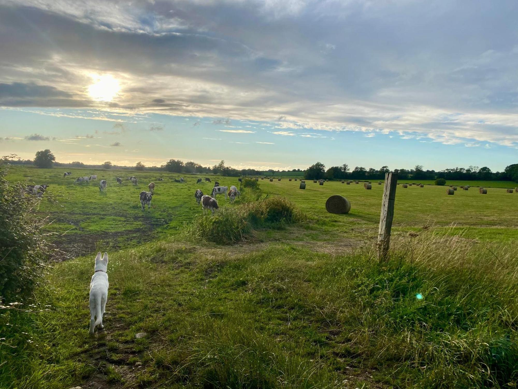 Chambre De Rose - Le Refuge Des Parachutistes - En Bordure Du Marais Neuville-au-Plain ภายนอก รูปภาพ